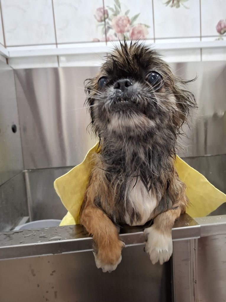 Fryzjer /Groomer dla psów Zagnańsk