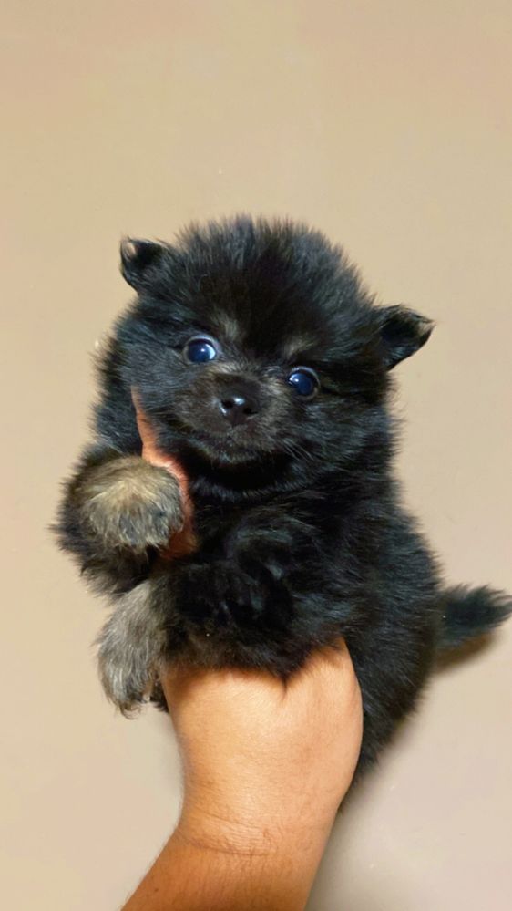 Menino spitz black e tan
