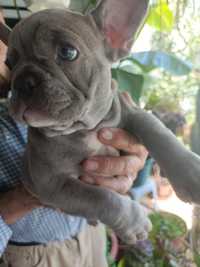 Buldogue Lilac tan