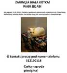 Zagineła biała kotka - Elbląg