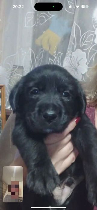 Віддам цуценят метисів лабрадора у добрі руки