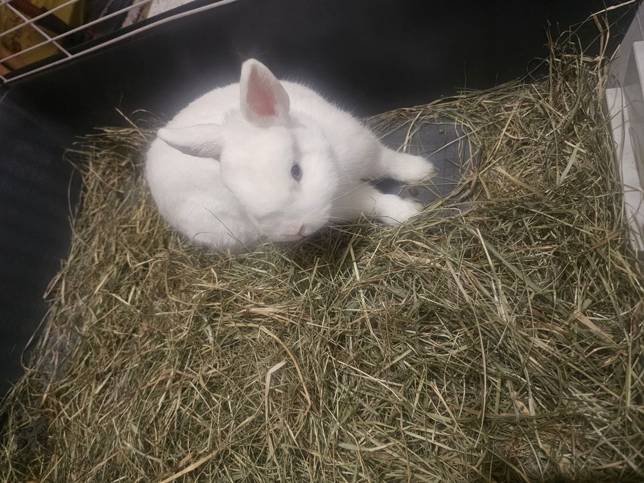 Królik miniaturka