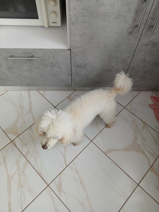 Хлопчик Пудель Мініатюра ( Miniature Poodle  Карликовий) для вязки