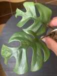 Monstera minima mint - ukorzeniona !