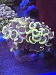 4 Euphylia Ancora