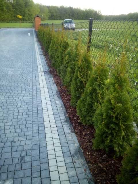 Tuja szmaragd szmaragdowa tuje thuja na żywopłot