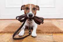 Serviços de Pet Sitting e Dog Walker
