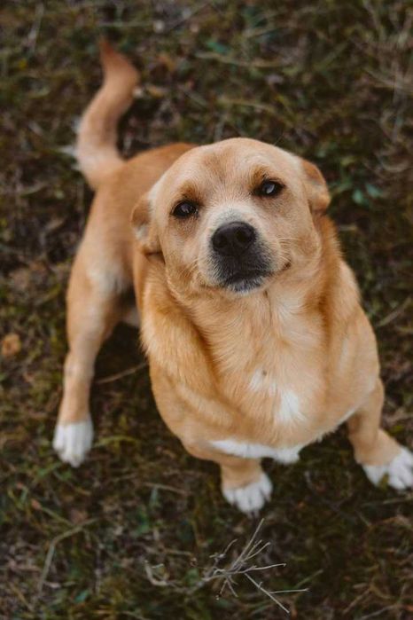 Cão macho para adoção