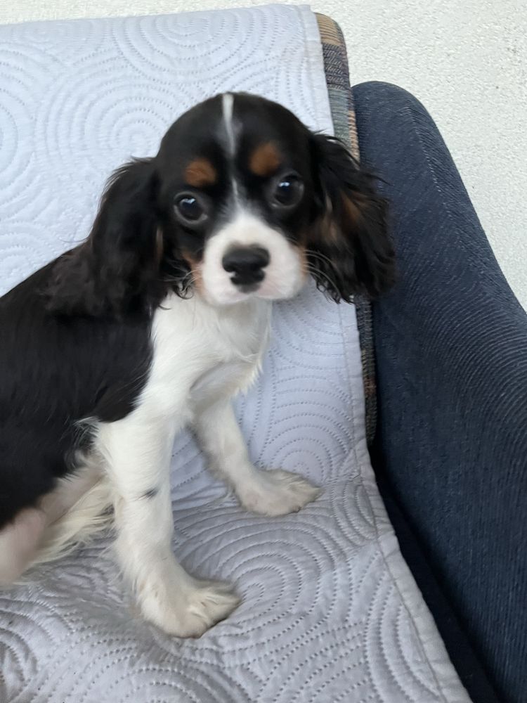 Cavalier King charles Spaniel piesek