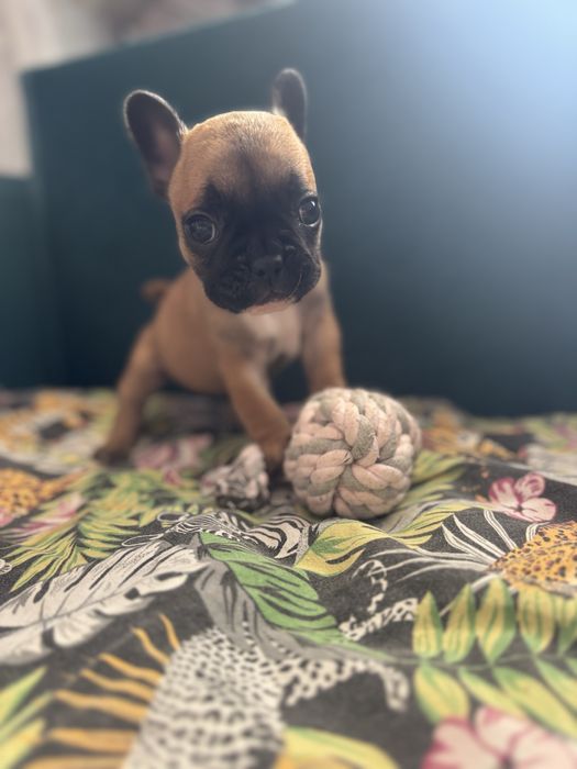 Buldog francuski suczka do odbioru