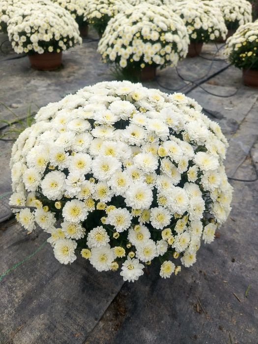 Chryzantemy drobnokwiatowe