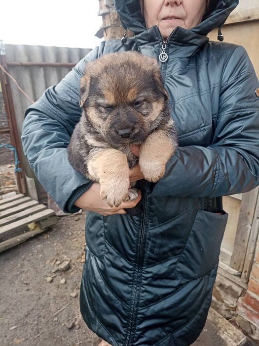 Віддам безкоштовно цуценят