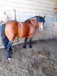 Cavalo muito meigo