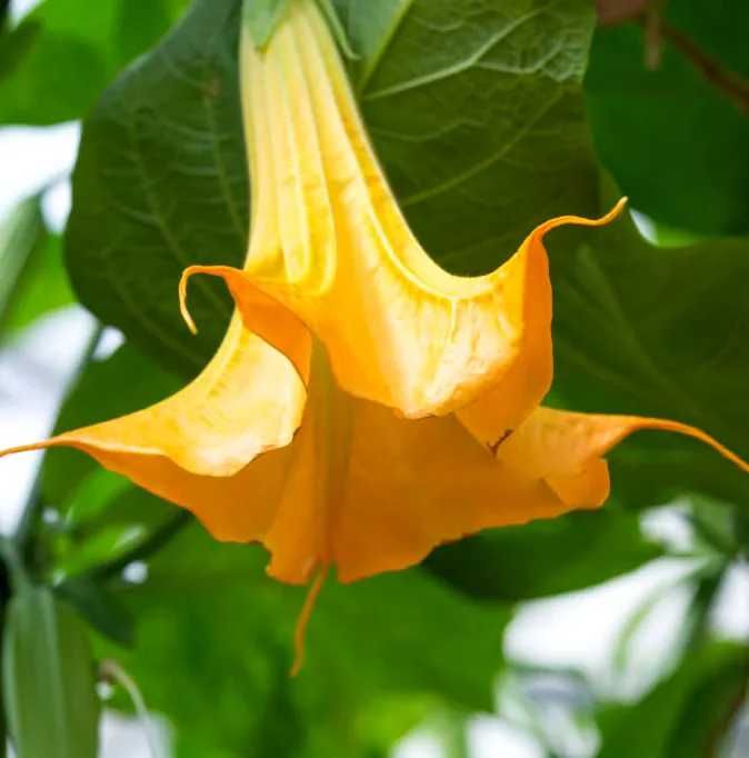 Datura żółta  Otwock