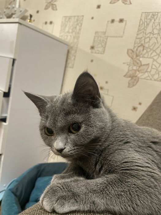 Віддаю дуже гарних киць