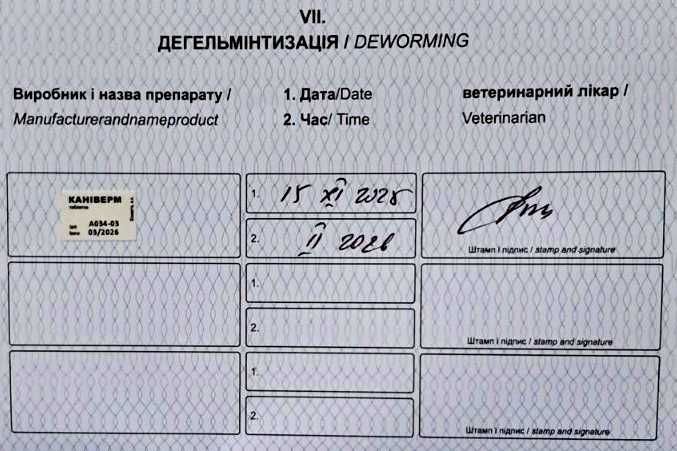 Щенки Jack Russell Джек Рассел готові до переїзду