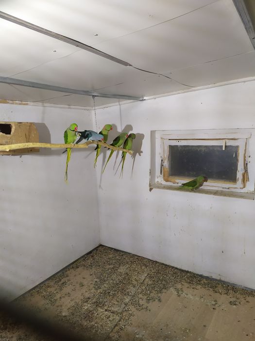 Aleksandreta Wielka mutacja niebieska .