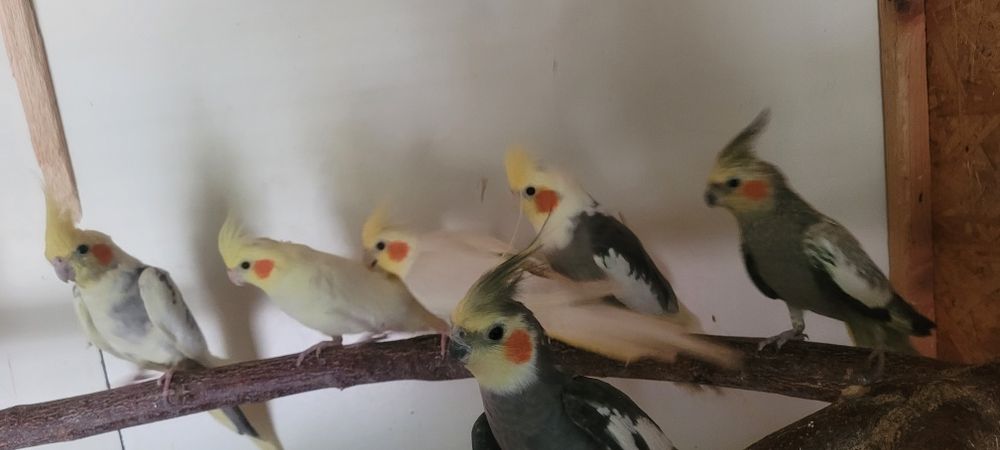 Papugi nimfy idalne do oswojenia