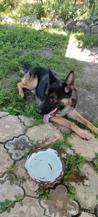 В'язка нем.овчарка