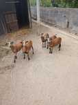 Vendo borregos M/F