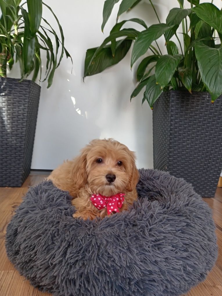 Suczka Maltipoo F1