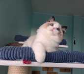 Ragdoll kocur z rodowodem FPL.