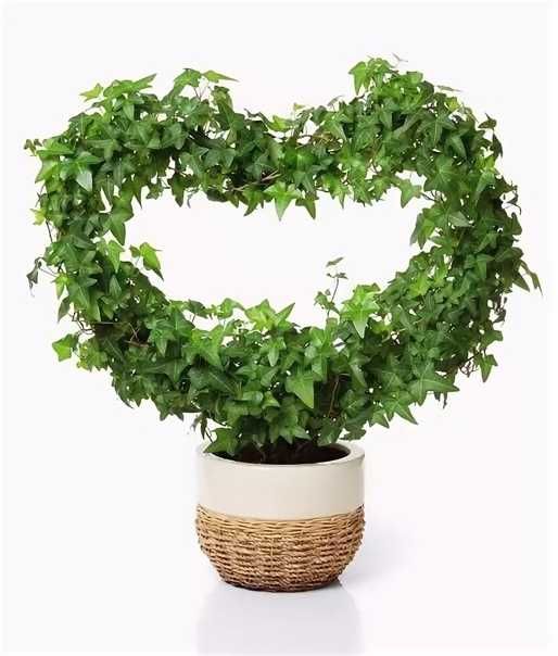 Плющ  вечнозеленый. Отростки. Цветы в Офис. Дизайн.