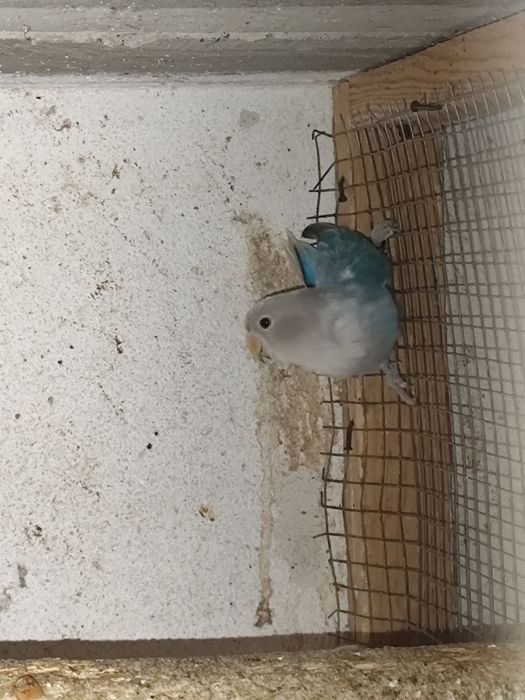 Várias espécies de Psitacideos