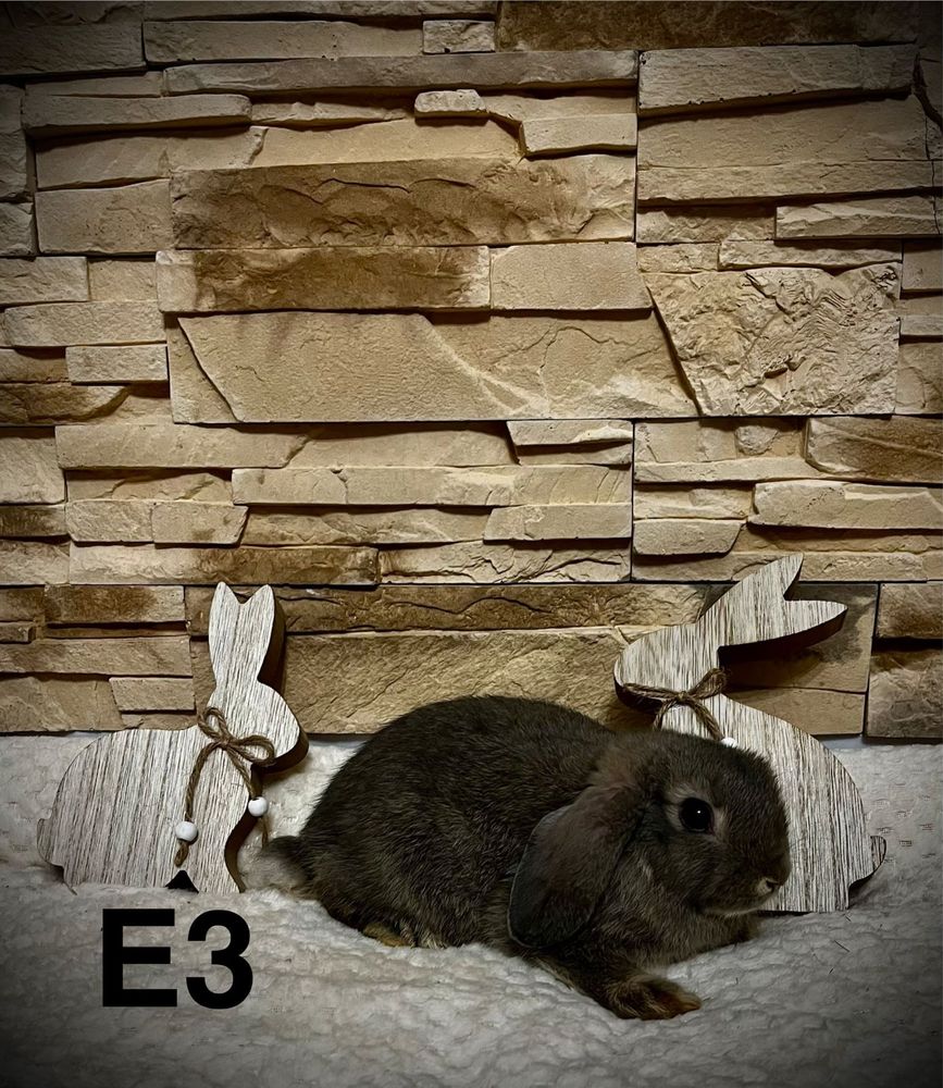 Króliczek Mini Lop Królik Baranek