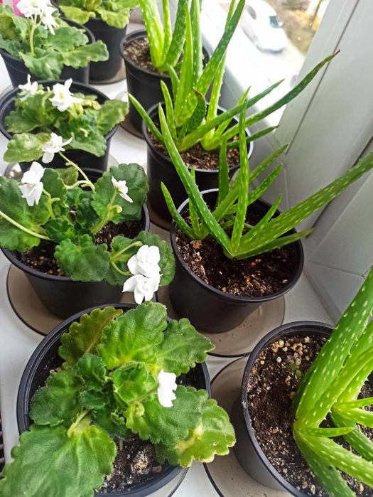 Sprzedam Aloes sadzonki