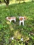 Cavalier king charles spaniel