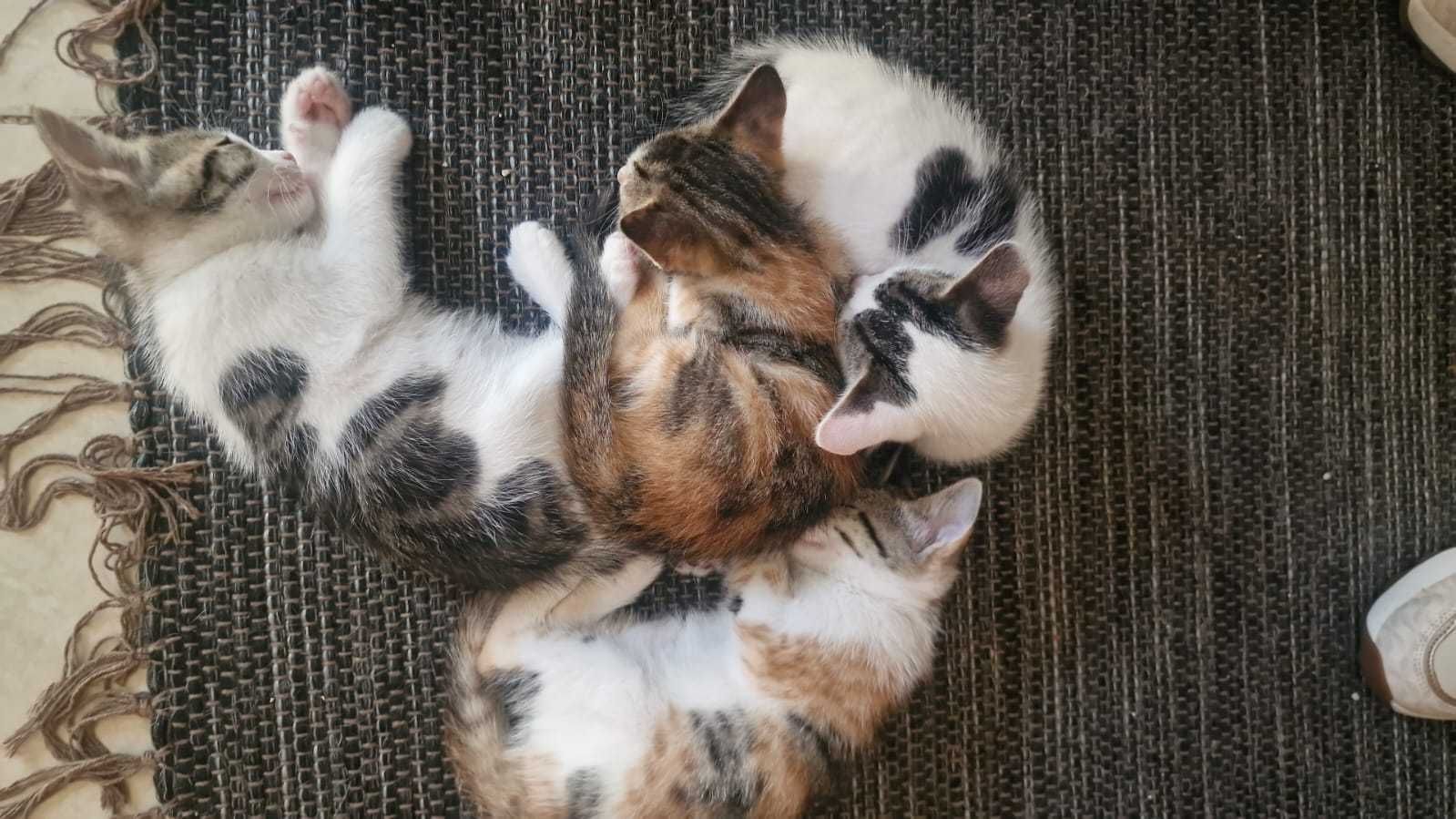 Gatinhos com 6 semanas