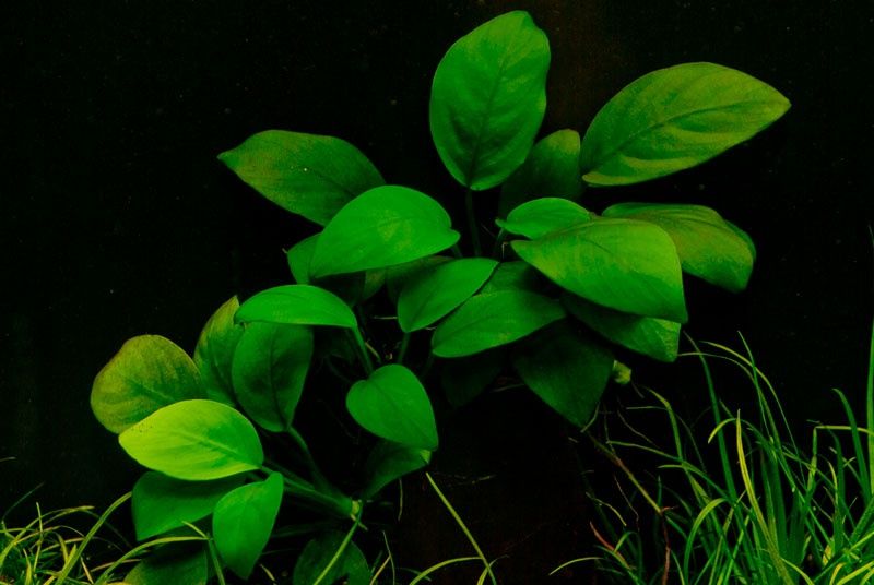 Анубиас аквариумное растение