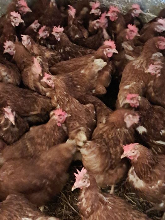 Kury nioski .Dowieziemy Białe i czerwone