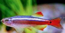 tanichthys (peixes de água fria)