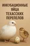 Инкубационное яйцо техасского перепела — 6 грн/шт