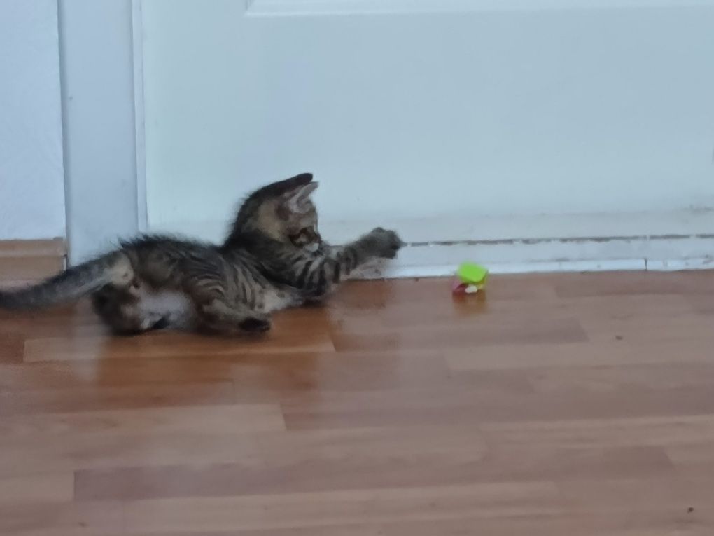 СРОЧНО вітдам котика в добрі руки
