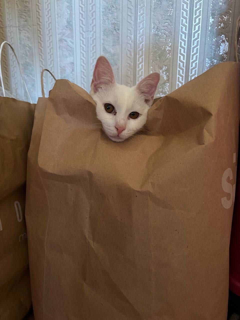 Віддам котика, 6 місяців