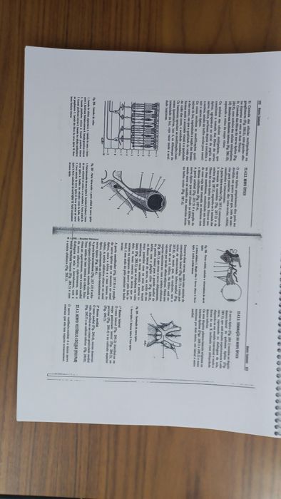 Anatomia Humana da Relação