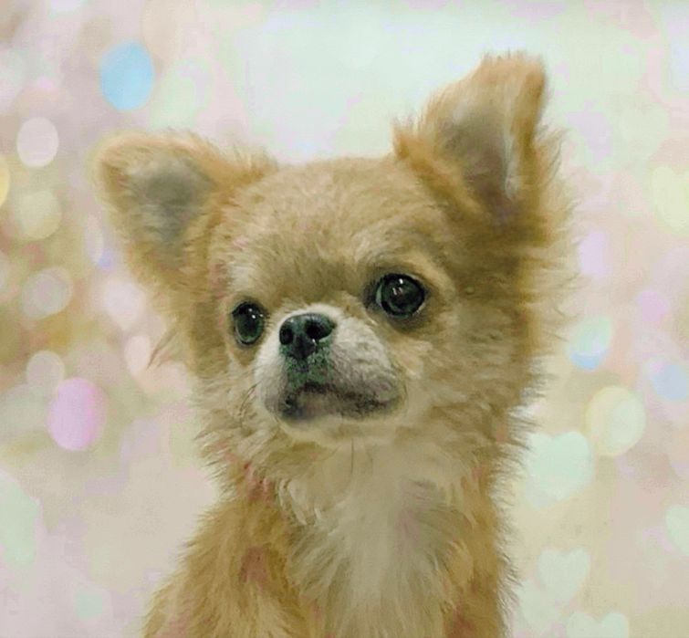 Красивая девочка чихуахуа