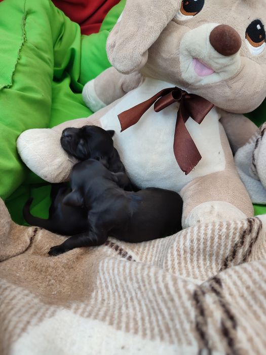 Спаниельки продажа