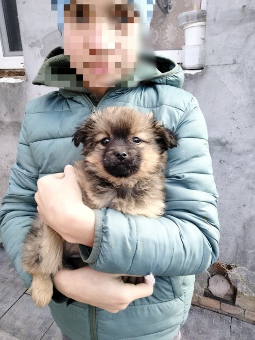 Цуценята маленькі