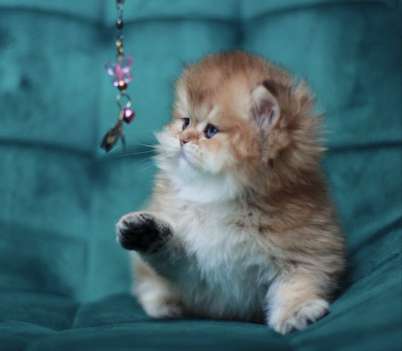 Oferujemy  czystego brytyjskiego kociaka o rzadkim kolorze