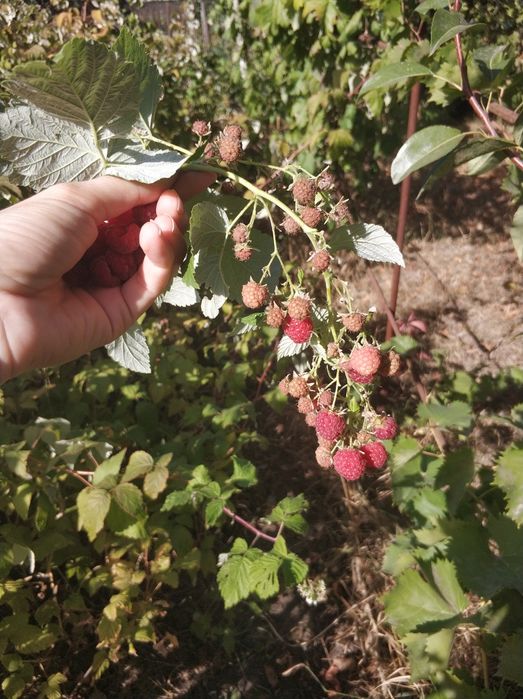 Дача с.Вільне СТ Мрія
