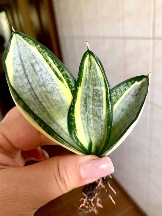 Сансевиерия Хани Грей, Зебра