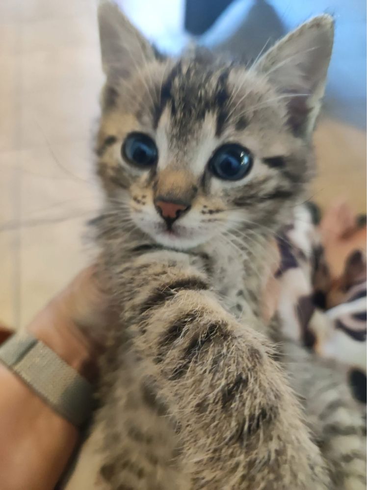 Krzys kot kotek do adopcji