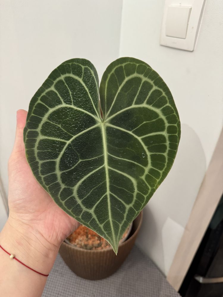 Anthurium Clarinervium