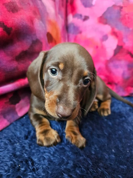 Jamnik Suka czekoladowa brązowa