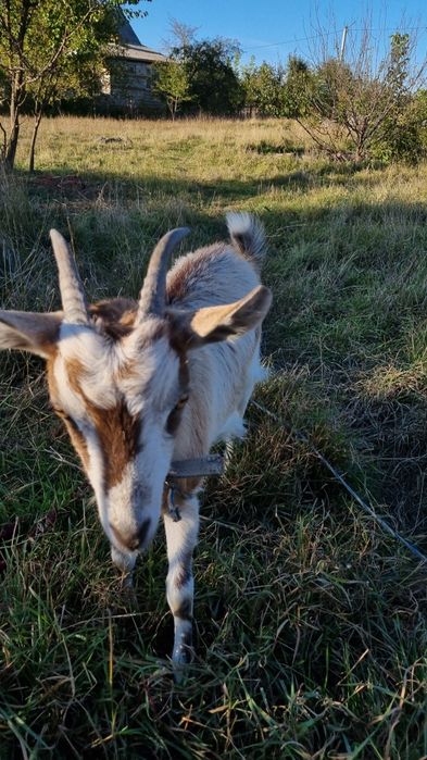 Продам молоду козу