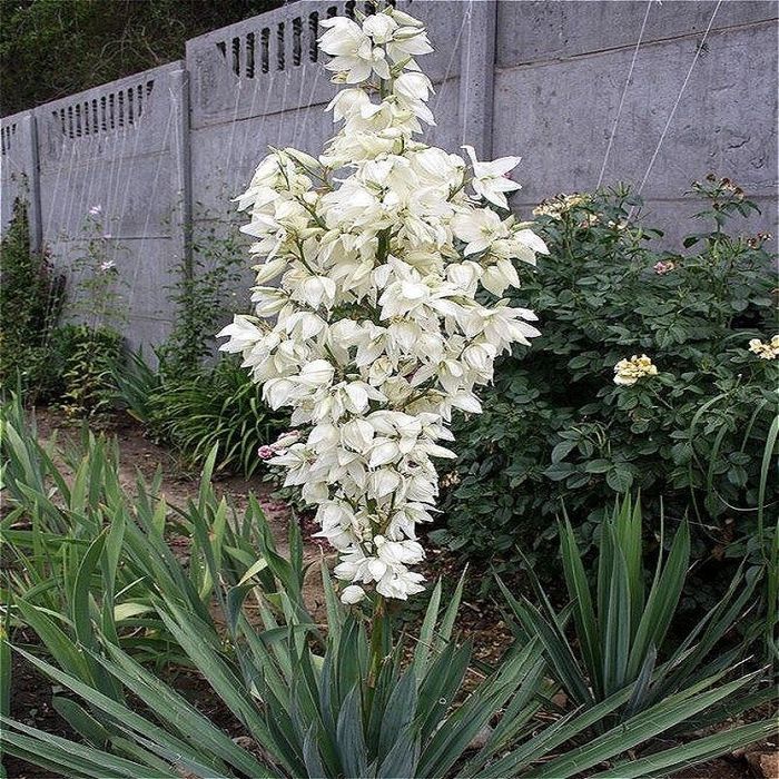 Продам кусты юкки садовой двух  и саженцы древовидного пиона видов